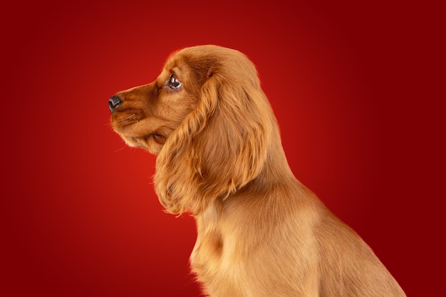 Photo gratuite mignon chien blanc-braun ludique ou animal isolé sur rouge