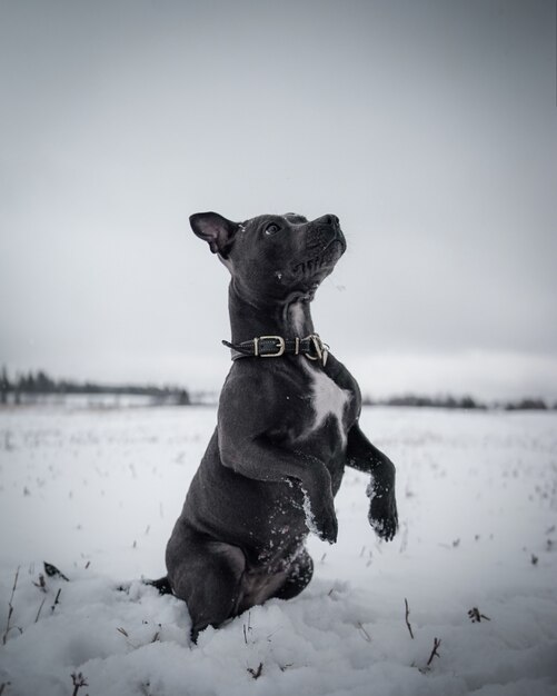 mignon chien noir traîner dans la neige