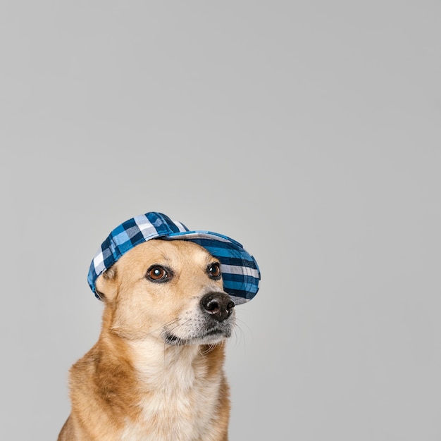 Mignon, chien, porter, chapeau