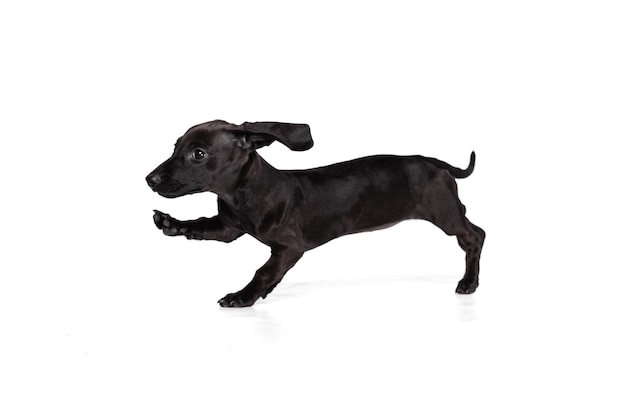 Un mignon chiot teckel ludique en cours d'exécution posant isolé sur fond blanc studio