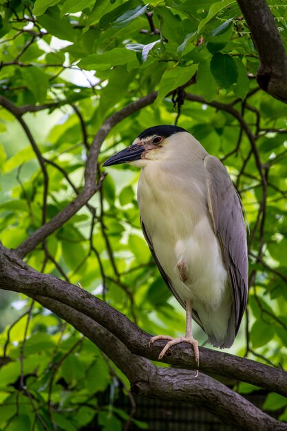 Mignon héron de nuit à couronne noire perché sur une branche d'arbre avec un arrière-plan flou