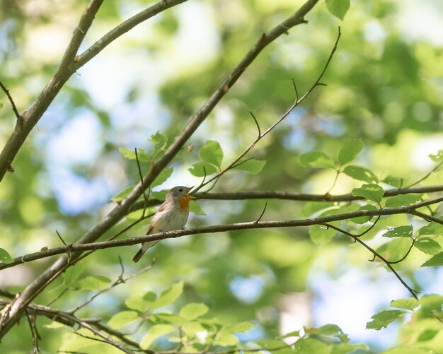 Mignon moucherolle du vieux monde perché sur une branche d'arbre