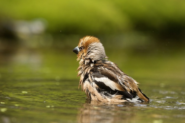 mignon oiseau de cygne