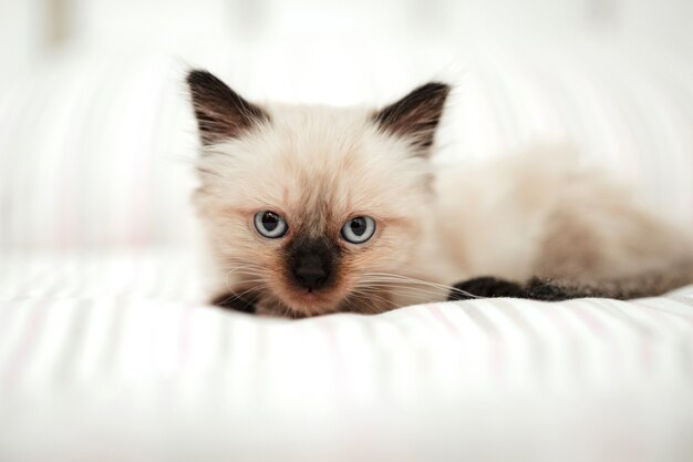 Un Mignon Petit Chaton Blanc Aux Oreilles Noires Est Blotti Dans Un Lit Blanc Tout En Essayant De Dormir Animal De Compagnie Chat Regardant La Camera Photo Premium