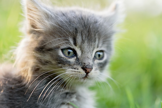 Mignon Petit Chaton Gris Jouant Dans L Herbe Photo Premium Mignon Petit Chaton Gris Jouant Dans L Herbe Photo Premium