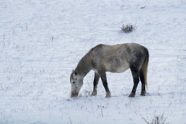 Mignon petit cheval sur le champ enneigé pendant la journée d'hiver