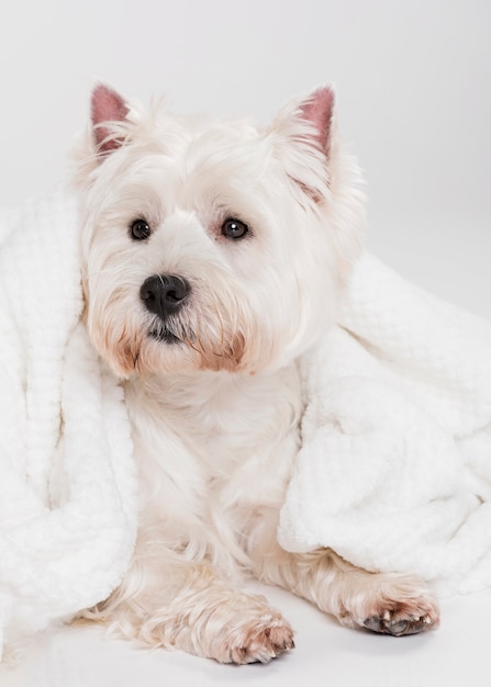 Mignon petit chien assis dans une serviette