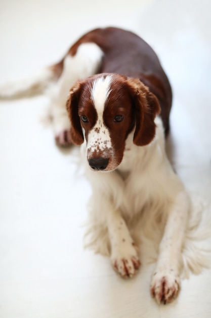 Mignon petit chien assis sur le sol blanc