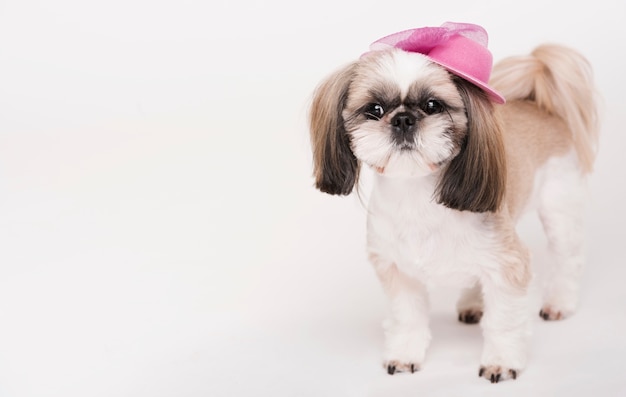 Mignon petit chien avec un chapeau