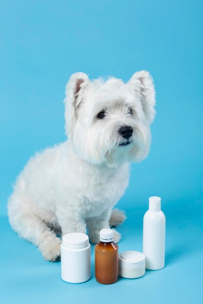 Mignon petit chiot blanc isolé sur bleu