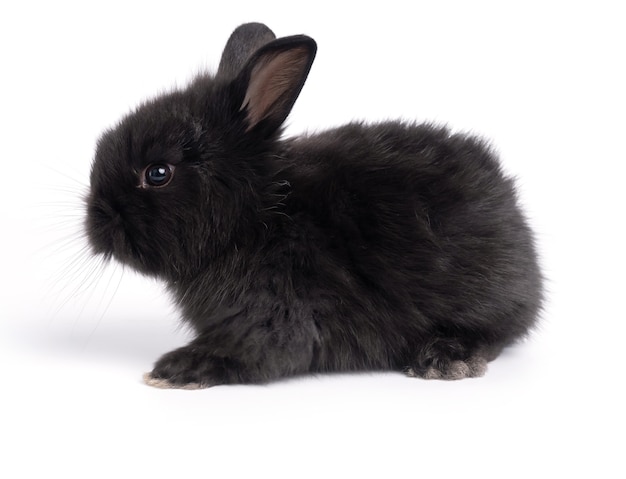 Adorable Bebe Lapin Blanc Sur Fond Bleu Photo Premium Adorable Bebe Lapin Blanc Sur Fond Bleu Photo Premium