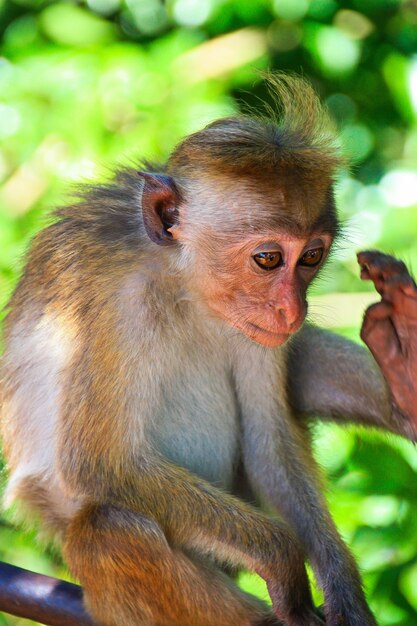 Mignon petit singe se bouchent