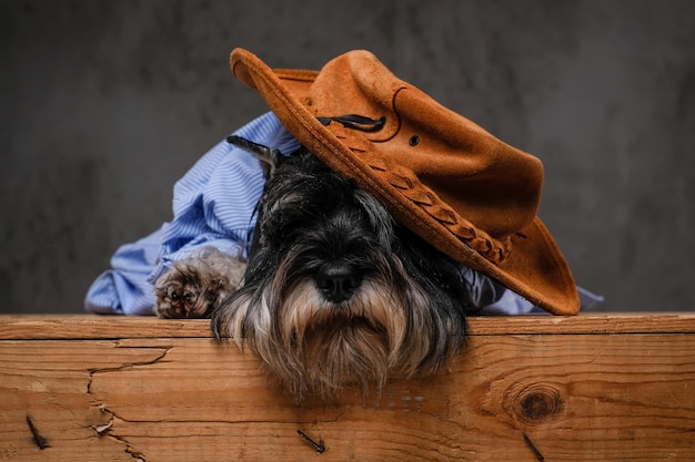 Photo gratuite mignon terrier écossais à la mode portant une chemise bleue assis sur une palette en bois