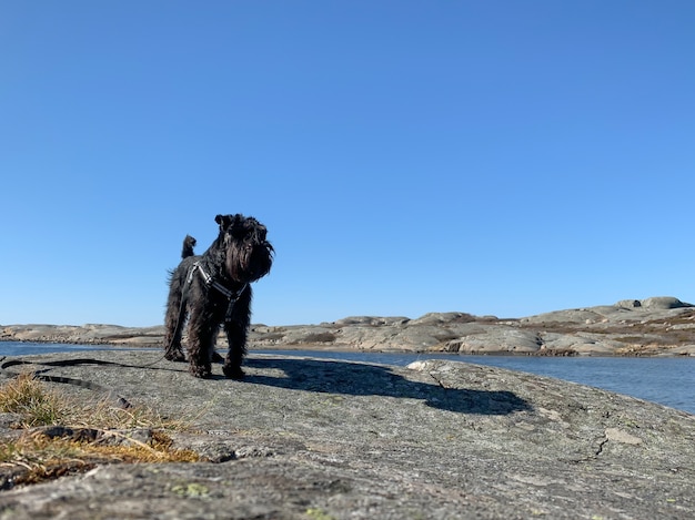 Mignon terrier noir et son ombre debout sur un rocher à côté d'une rivière sous un ciel bleu clair