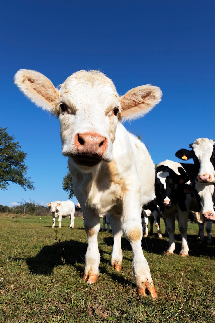 Photo gratuit un mignon veau drôle sur les terres agricoles en été.