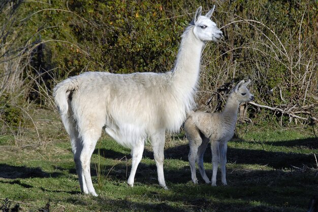 Mignons grands et bébés lamas debout ensemble dans un parc