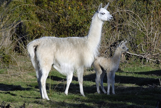 Mignons grands et bébés lamas debout ensemble dans un parc