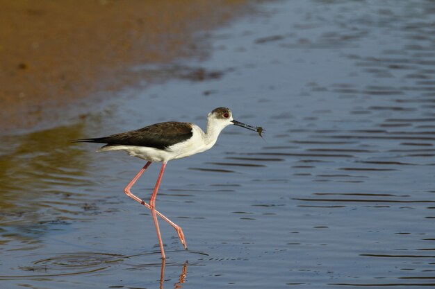 Migrant printanier Sur pilotis à ailes noires, Himantopus himantopus