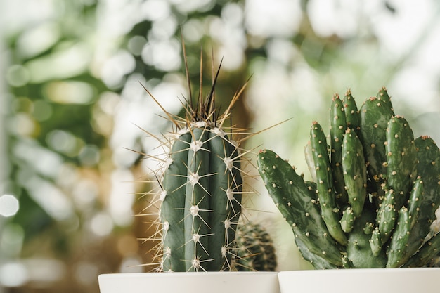 Mini cactus en pot sur fond de jardin botanique flou