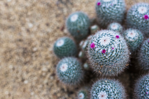 Minuscules belles fleurs roses pourpres brillantes sur cactus