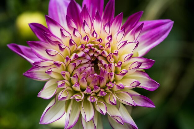 Mise au point peu profonde d'une fleur de dahlia avec un arrière-plan flou