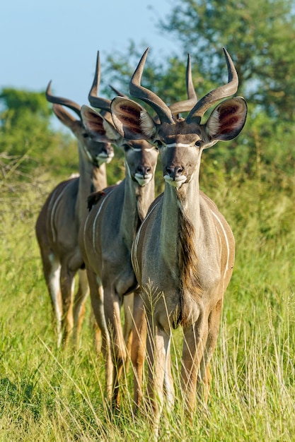 Photo gratuite mise au point peu profonde tir vertical de trois jeunes antilopes koudou debout sur un sol en herbe