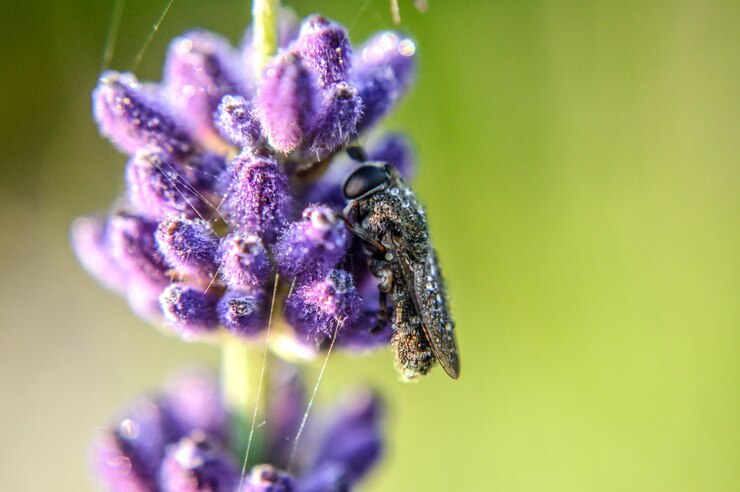 Photo gratuit mise au point sélective d'une abeille sur la lavande