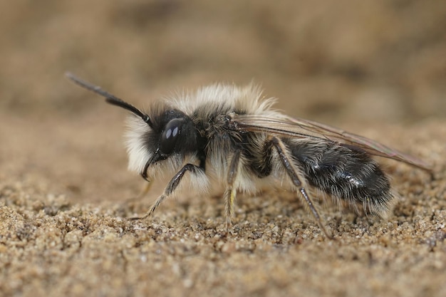 Mise au point sélective d'une abeille minière en voie de disparition