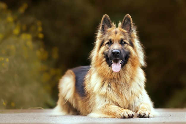 Mise au point sélective d'un adorable berger allemand à l'extérieur pendant la journée