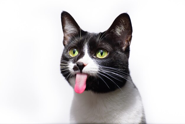 Mise au point sélective d'un adorable chat noir et blanc avec sa langue