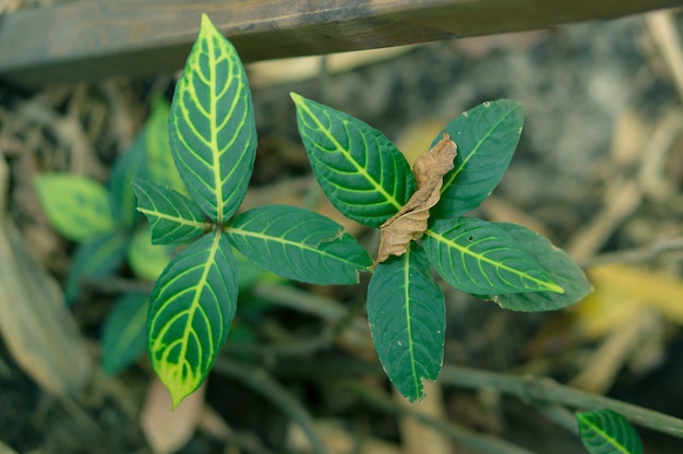 Mise au point sélective à angle élevé tourné de feuilles vertes avec un flou