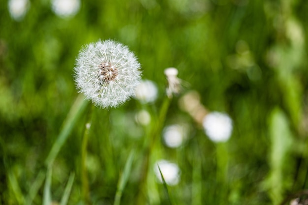 Mise au point sélective d'un beau pissenlit parmi les plantes vertes dans un jardin