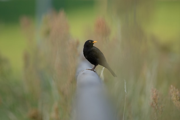 Mise au point sélective d'un bel oiseau assis sur un tuyau parmi l'herbe verte