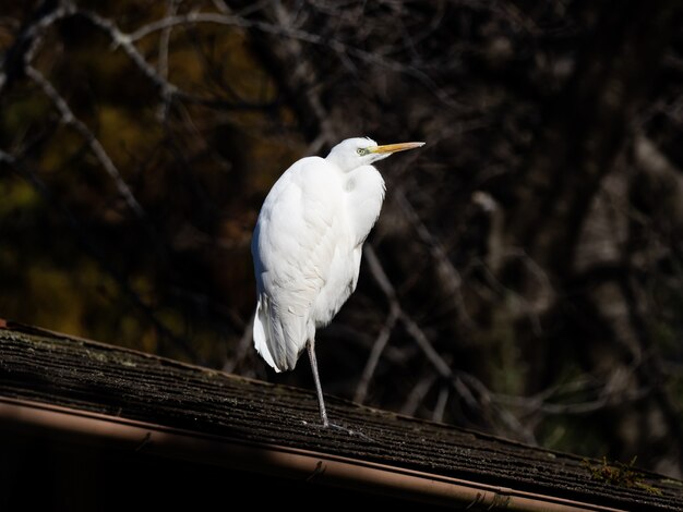 Mise au point sélective d'une belle grande aigrette