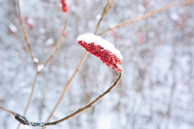 Mise au point sélective d'une belle plante aux fleurs rouges recouvertes de neige