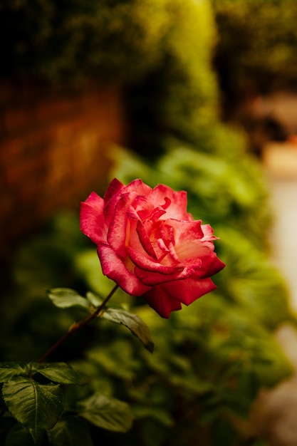 Mise au point sélective d'une belle rose rose