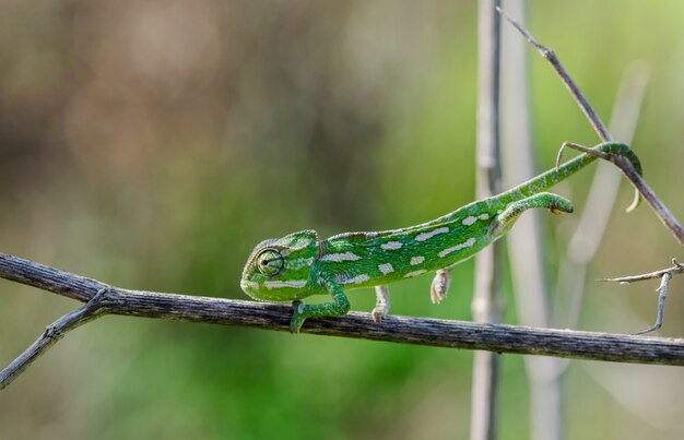 Mise au point sélective d'un caméléon méditerranéen marchant sur une brindille de fenouil