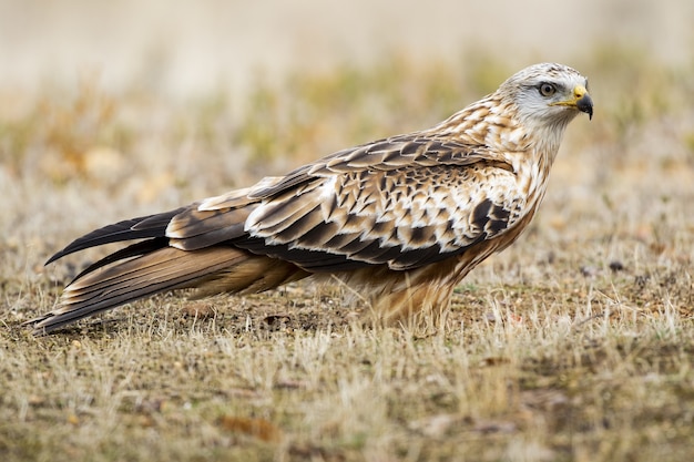 Mise au point sélective d'un cerf-volant rouge debout sur le sol avec un arrière-plan flou