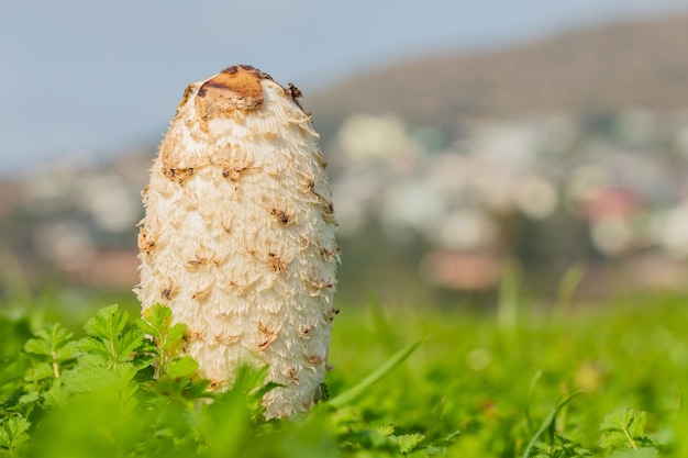 Mise au point sélective d'un champignon de fumier blanc comme neige dans un champ à Cape Town, Afrique du Sud