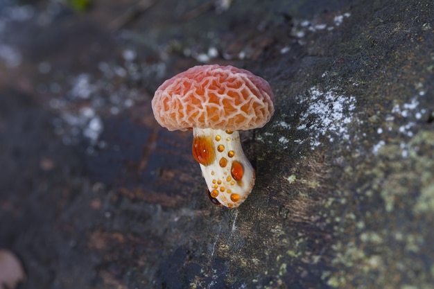 Photo gratuite mise au point sélective d'un champignon rhodotus palmatus poussant sur le tronc de l'arbre