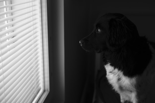 Mise au point sélective d'un chien noir et blanc regardant par la fenêtre