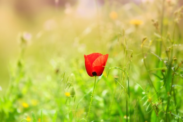 Mise au point sélective d'un coquelicot rouge dans un champ sous la lumière du soleil