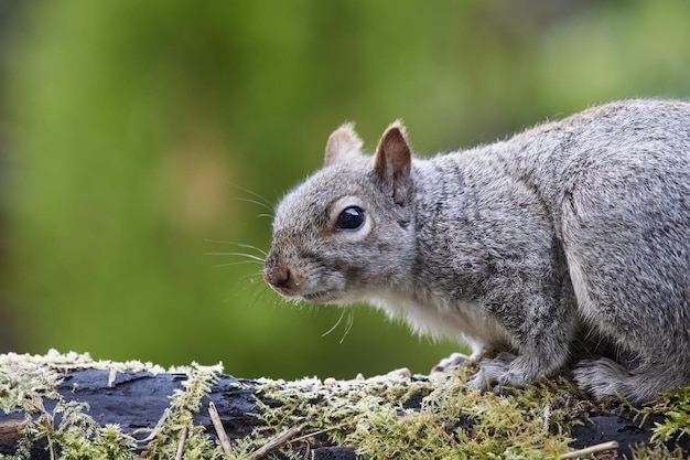 Photo gratuite mise au point sélective d'un écureuil sauvage sur une surface recouverte de mousse sur un arrière-plan flou