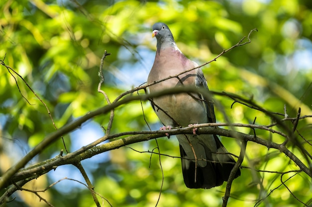 Mise au point sélective à faible angle tourné d'un pigeon assis sur la branche avec de la verdure sur l'arrière-plan