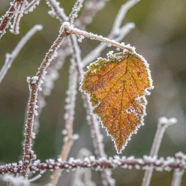 Mise au point sélective d'une feuille d'automne jaune sur une branche couverte de givre