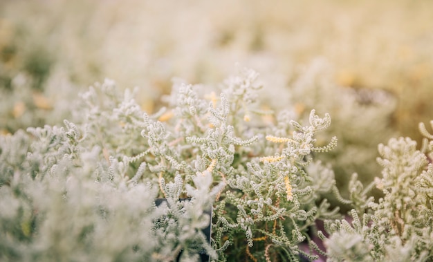 Mise au point sélective de feuilles blanches de plantes