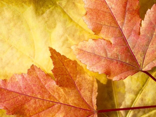 Mise au point sélective sur les feuilles d'érable rouges et jaunes fond d'automne mise à plat