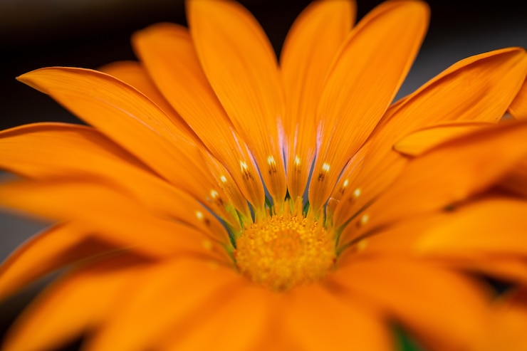 Photo gratuit mise au point sélective d'une fleur orange symétrique avec de longs pétales étroits