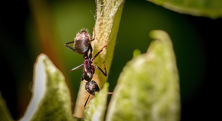 Photo gratuit mise au point sélective d'une fourmi descendant une plante