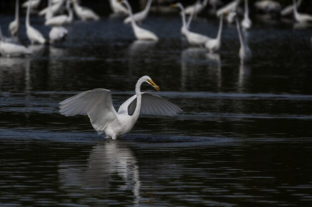 Mise au point sélective d'une grande aigrette blanche déployant ses ailes sur le lac